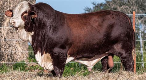 ascot rum 888|Genetics .